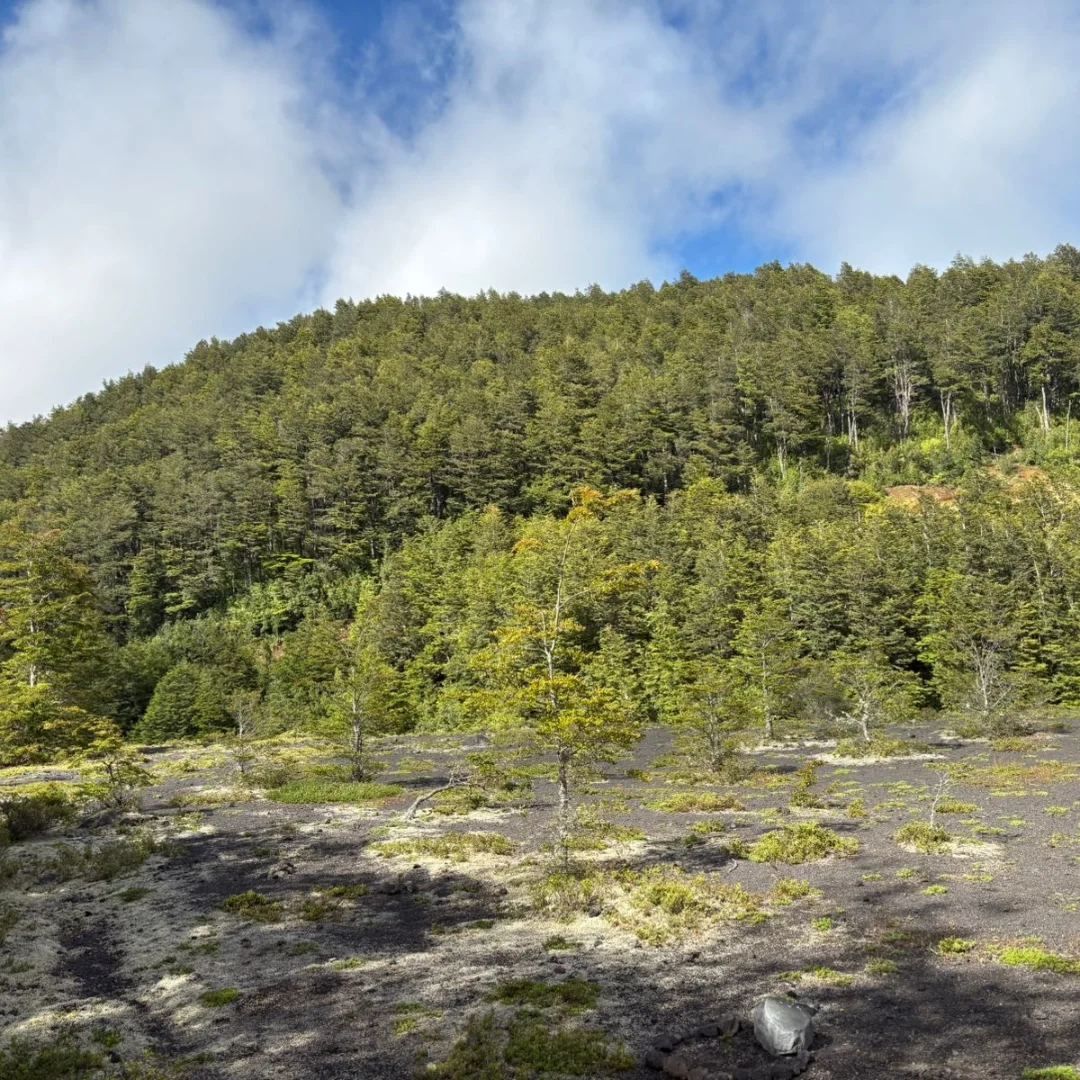 Bosque nativo y cerros del entorno natural de Pucón